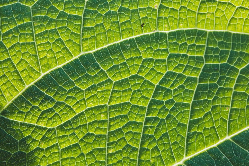 Gros plan sur les nervures d’une feuille verte