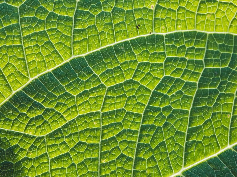 Gros plan sur les nervures d’une feuille verte