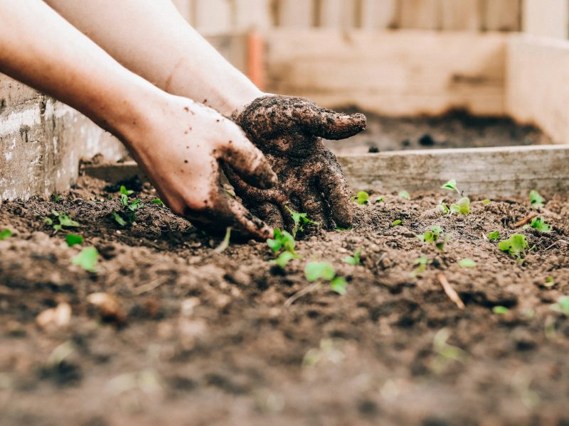 Mains qui plantent de jeunes pousses dans la terre d’un potager