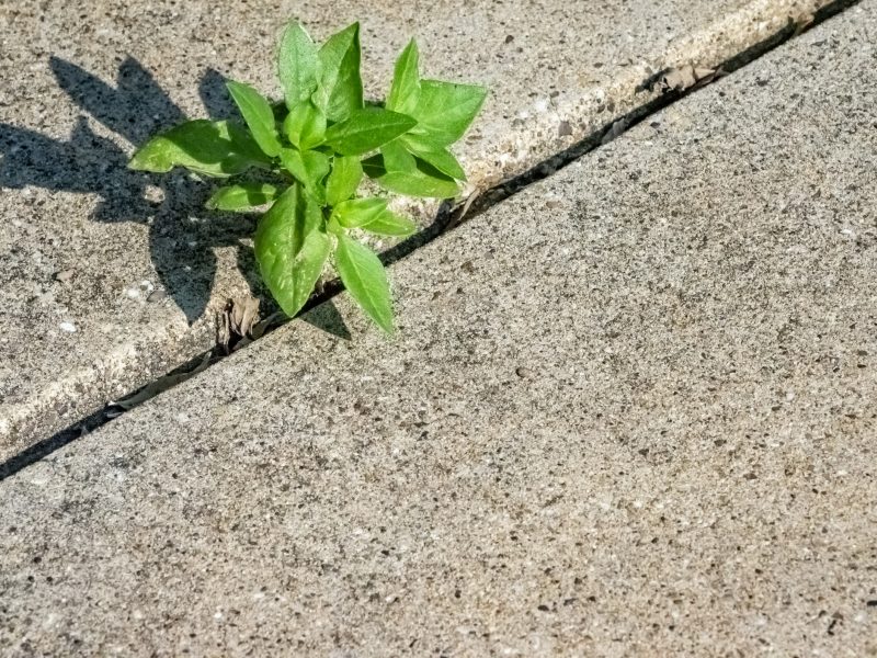 Jeune pousse verte sortant d’une fissure dans le béton